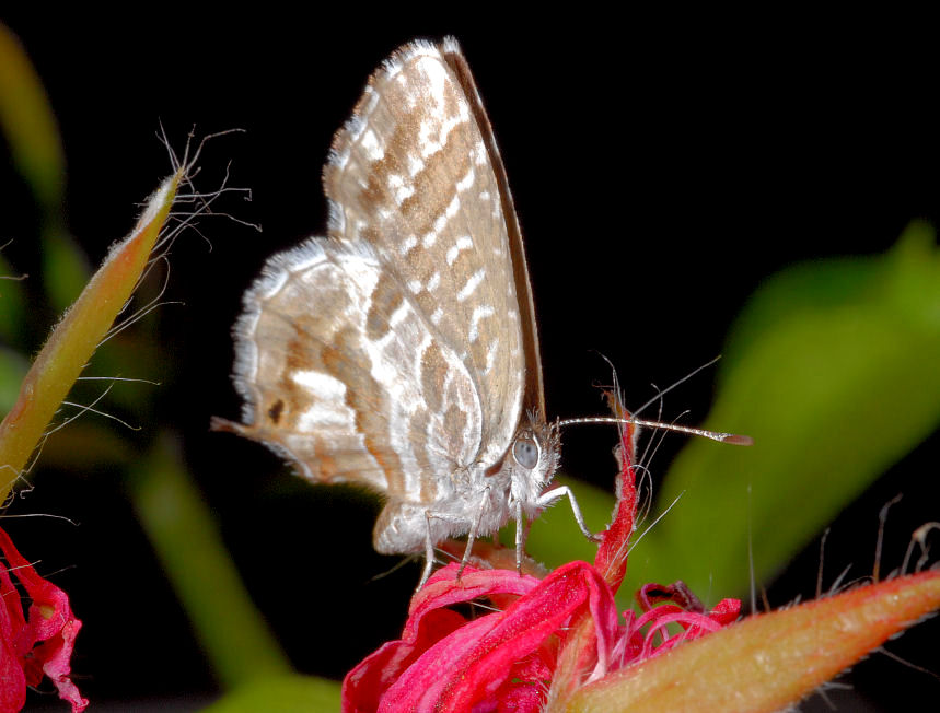 Cacyreus marshalli